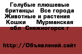 Голубые плюшевые британцы - Все города Животные и растения » Кошки   . Мурманская обл.,Снежногорск г.